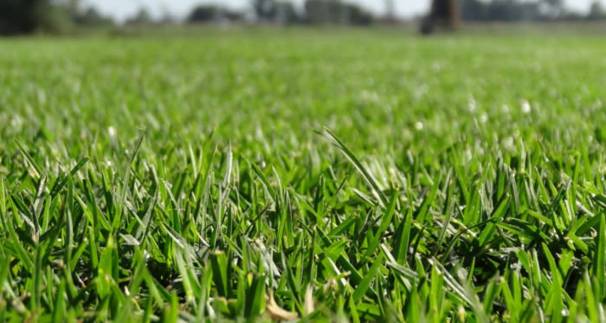 Noble Green Premium Turf Noble Green Premium Turf