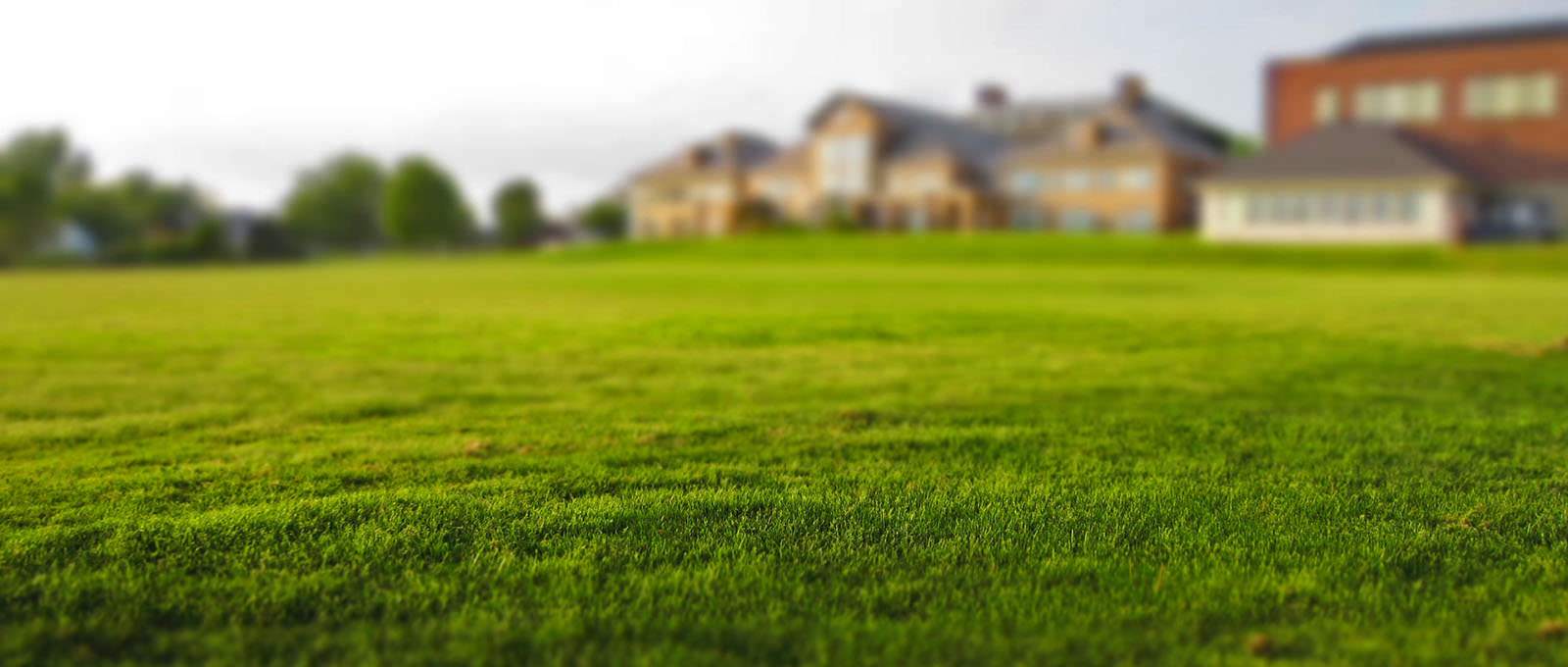 Sydney Lawn and Turf Sydney Lawn and Turf