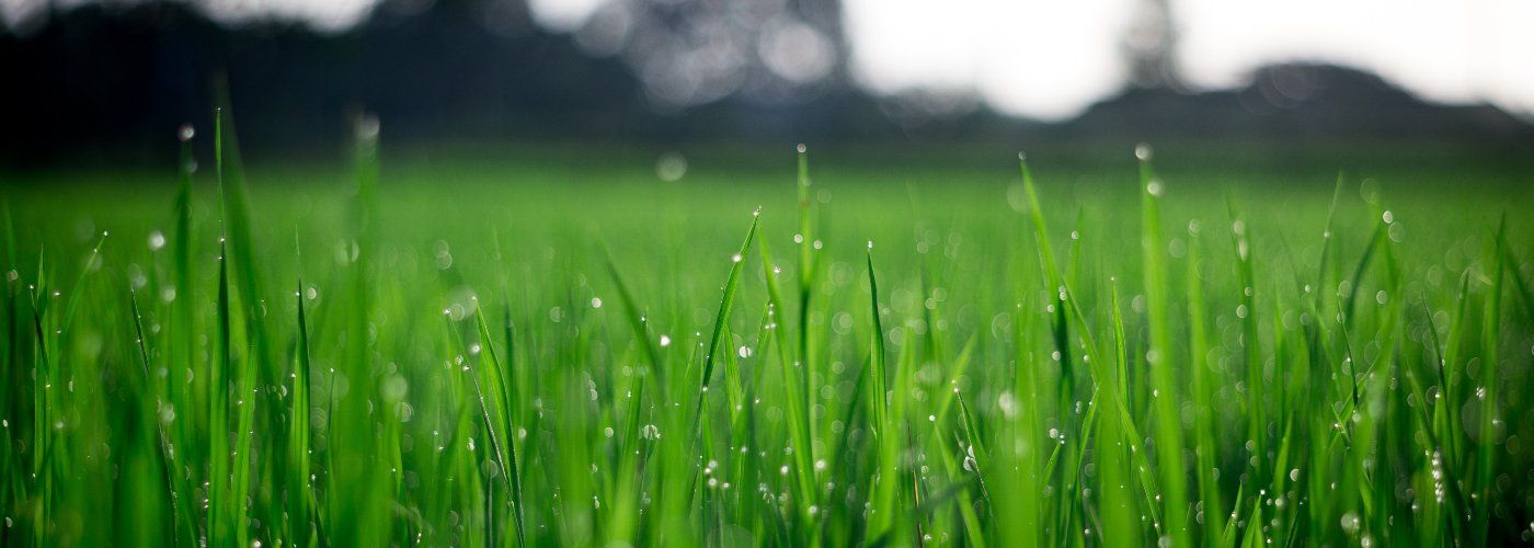 Sydney Lawn and Turf Sydney Lawn and Turf